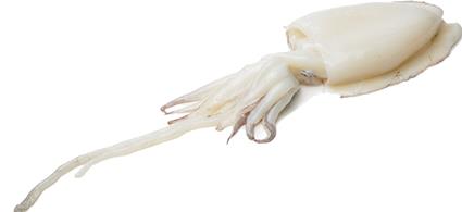 SIPIA NETA 8/12 6x1Kg IF 