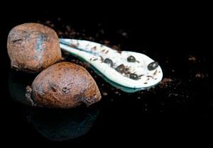 BUNYOLS TIRAMISU 20g 72u SG__
